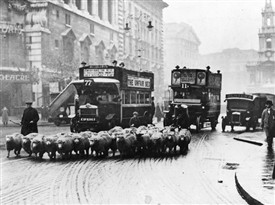 Photo:Sheep along Charing Cross Road were not an uncommon site in the early 20th century